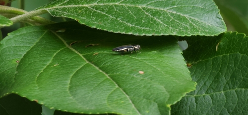 Two-lined Chestnut Borer photo 5