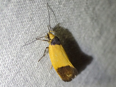 Merocroca automima