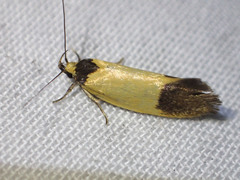 Merocroca automima