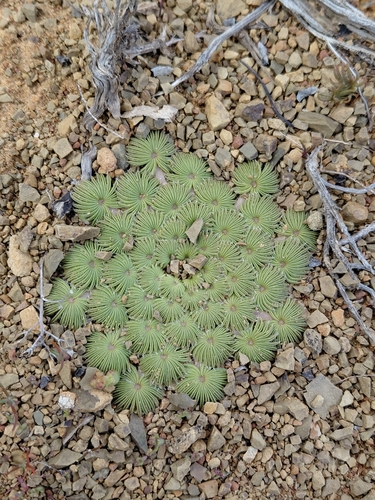 Oxalis palmifrons, photograph 2
