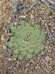 (c) Brian du Preez, some rights reserved (CC BY-SA) Oxalis palmifrons, photograph (c) Brian du Preez, some rights reserved (CC BY-SA)