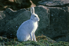 Lepus arcticus