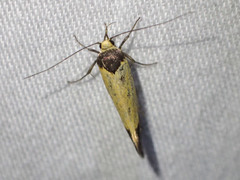 Merocroca automima