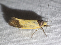 Merocroca automima
