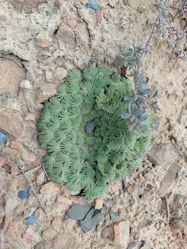Palmleaf Sorrel (Oxalis palmifrons)