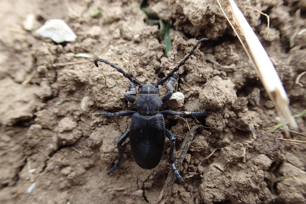 Dorcadion thessalicum