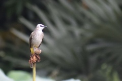 Pycnonotus goiavier