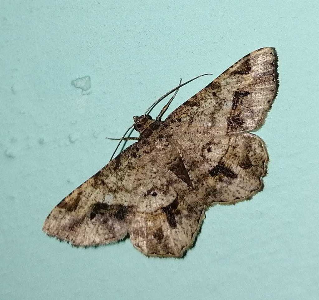 Chiasmia pluviata