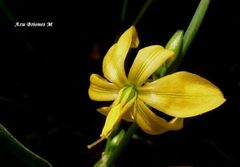 Echeandia mexicana