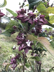 Clerodendrum fortunatum