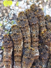 Lepidoptera