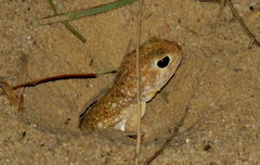 Ptenopus garrulus