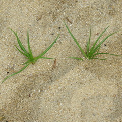 Cyperus pedunculatus