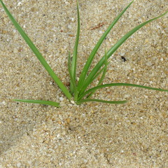 Cyperus pedunculatus