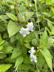 Asystasia intrusa