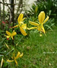 Echeandia mexicana