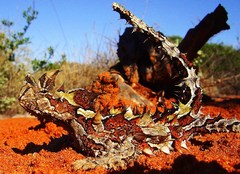 Moloch horridus