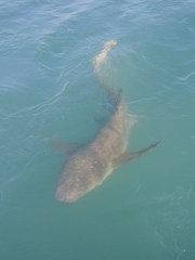 Nebrius ferrugineus