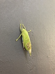 Zabalius ophthalmicus