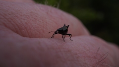 Scolopterus penicillatus