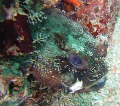 Batrachomoeus trispinosus