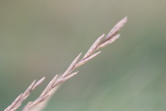 Elymus athericus