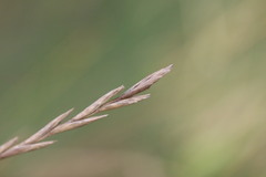 Elymus athericus