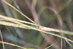 Elymus athericus