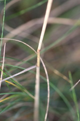 Elymus athericus