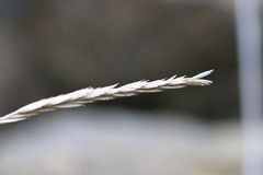 Elymus athericus