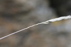Elymus athericus