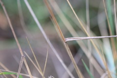 Elymus athericus