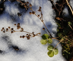 Potentilla fragiformis