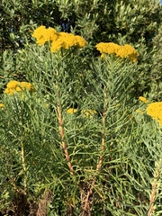 Hymenolepis