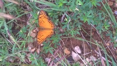 Euptoieta hegesia watsoni