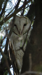Tyto alba poensis