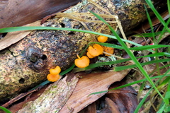 Favolaschia calocera