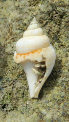 Gibberulus gibberulus