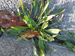 Plantago lanceolata