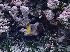 Plectroglyphidodon emeryi