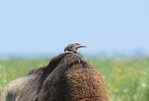 Brown-headed Cowbird photographed in Iowa