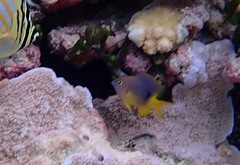 Plectroglyphidodon emeryi