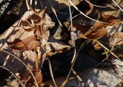 Scutellaria yezoensis