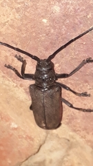 Ceroplesis ferrugator