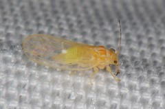 Cacopsylla annulata