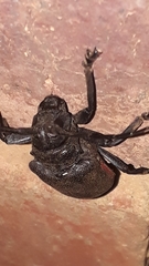 Ceroplesis ferrugator