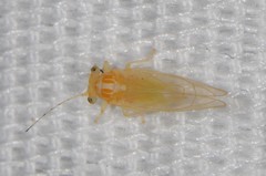 Cacopsylla annulata