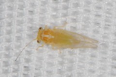 Cacopsylla annulata