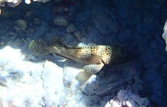 Epinephelus merra
