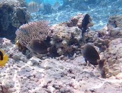 Acanthurus nigroris